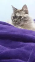 Julia