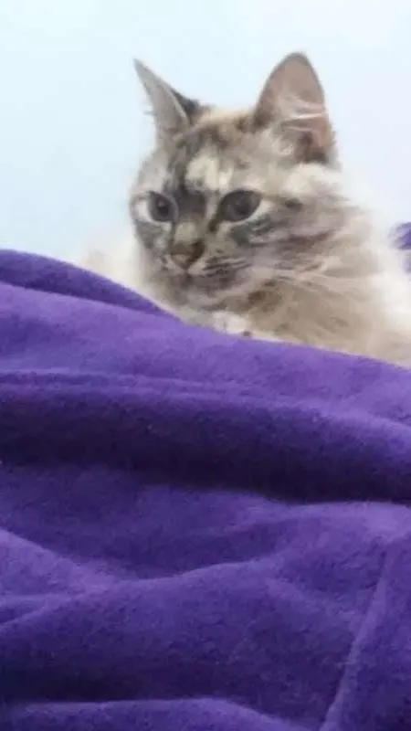 Gato ra a Desconhecida idade 3 anos nome Julia