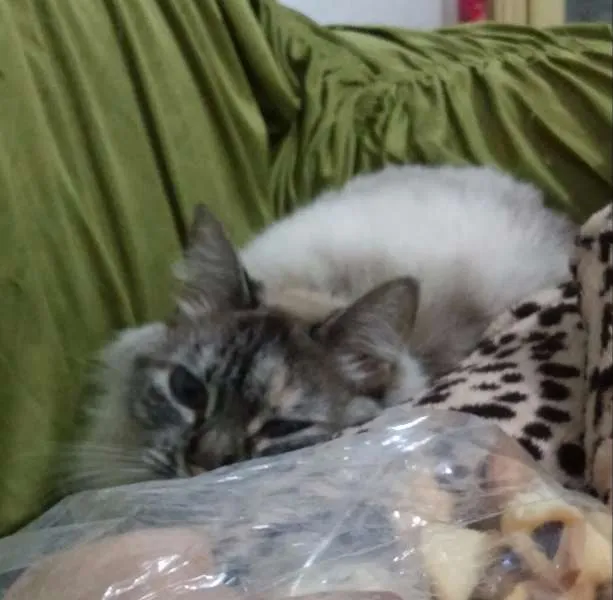 Gato ra a Desconhecida idade 3 anos nome Julia