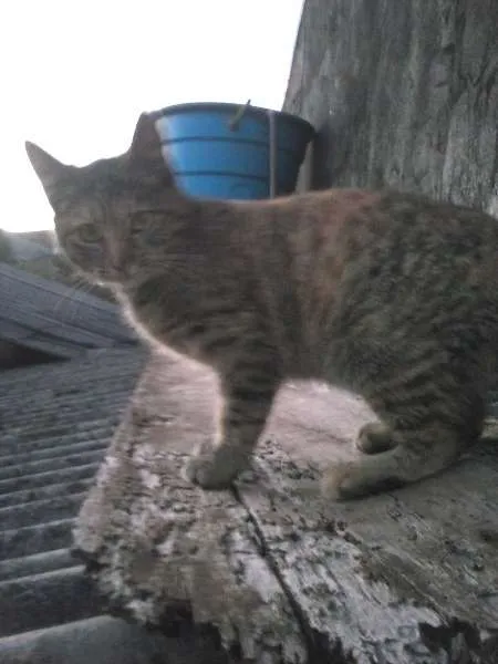 Gato ra a indefinida idade 2 a 6 meses nome não tem