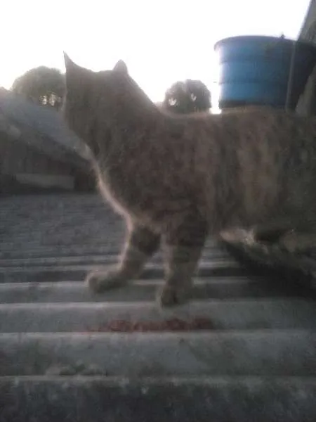 Gato ra a indefinida idade 2 a 6 meses nome não tem
