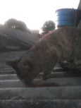 não tem