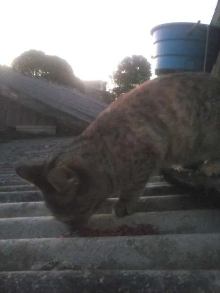 Gato ra a indefinida idade 2 a 6 meses nome não tem