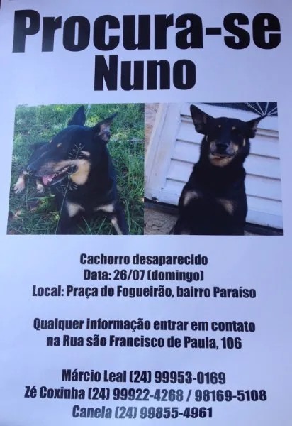 Cachorro ra a SRD idade  nome NUNO