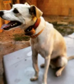 Cachorro raça vira lata idade 1 ano nome Smeagol e Charlotte
