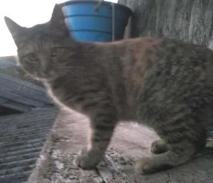 Gato ra a indefinida idade 2 a 6 meses nome não tem