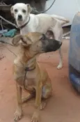 Smeagol e Charlotte
