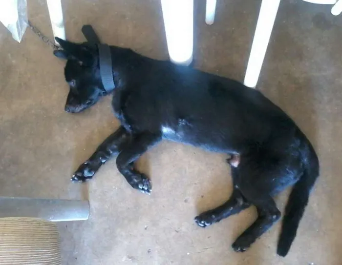 Cachorro ra a sem raca idade 2 anos nome scoot