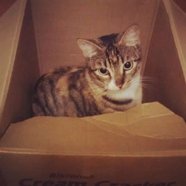 Gato ra a  idade 1 ano nome Brigite
