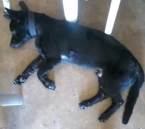 Cachorro raça sem raca idade 2 anos nome scoot