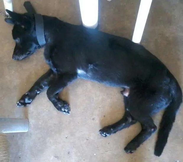 Cachorro ra a sem raca idade 2 anos nome scoot