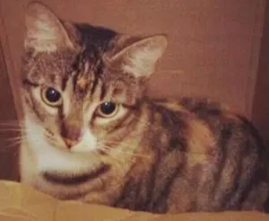 Gato raça  idade 1 ano nome Brigite