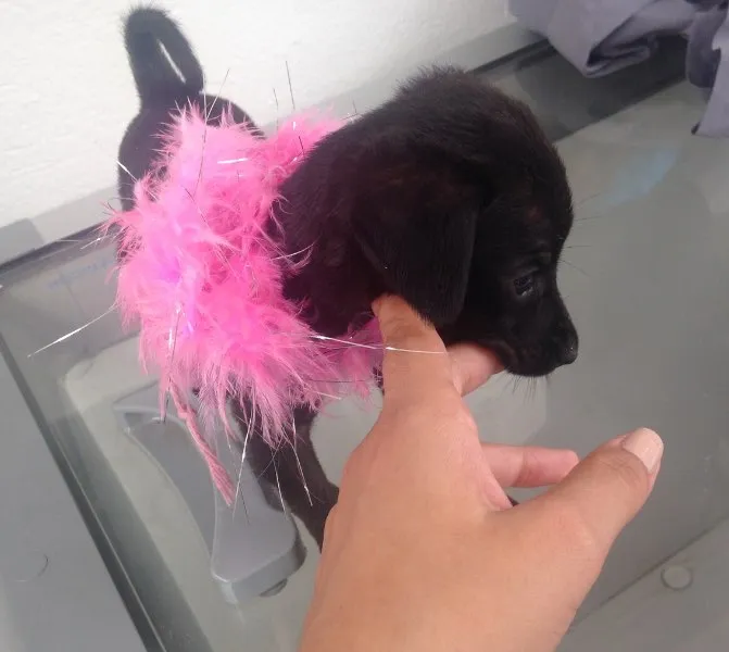 Cachorro ra a Vira lata idade  nome Não coloquei nome