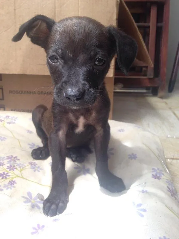 Cachorro ra a Vira lata idade  nome Não coloquei nome