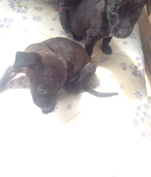 Cachorro ra a Vira lata idade  nome Não coloquei nome