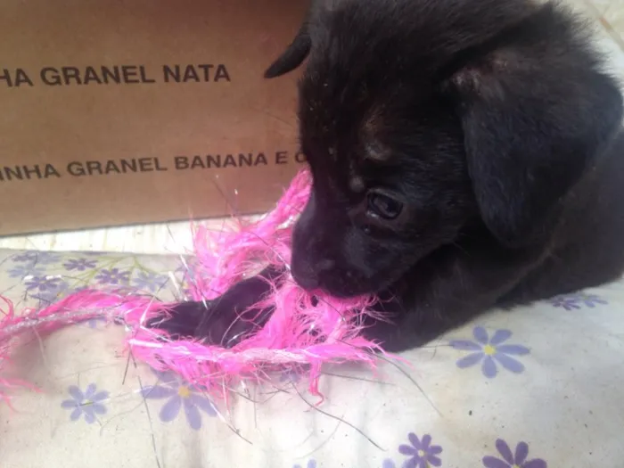 Cachorro ra a Vira lata idade  nome Não coloquei nome