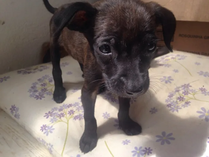 Cachorro ra a Vira lata idade  nome Não coloquei nome