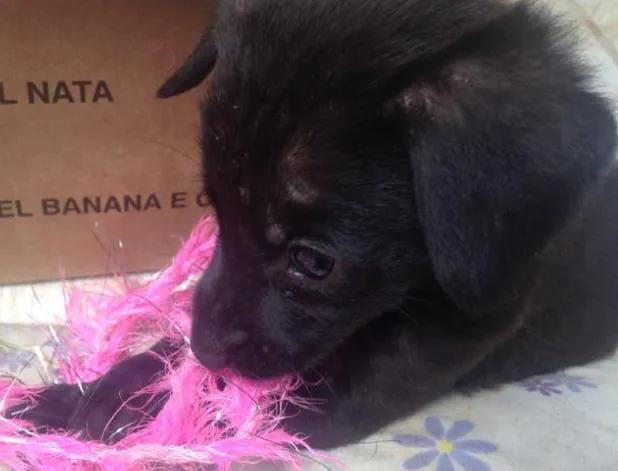 Cachorro ra a Vira lata idade  nome Não coloquei nome