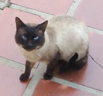 Gato ra a Siamês idade 1 ano nome Sem nome