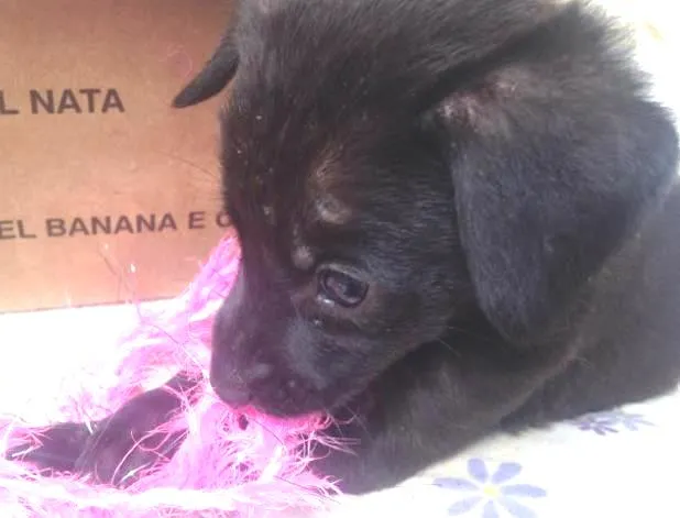 Cachorro ra a Vira lata idade  nome Não coloquei nome