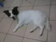amora