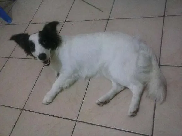 Cachorro ra a  idade 7 a 11 meses nome amora