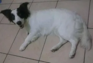 Cachorro raça  idade 7 a 11 meses nome amora