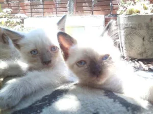 Gato raça persa idade Abaixo de 2 meses nome afrodite/atena