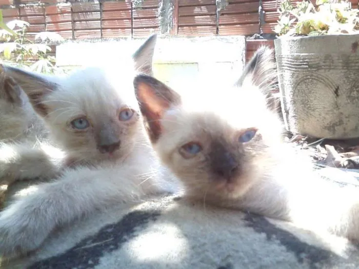 Gato ra a persa idade Abaixo de 2 meses nome afrodite/atena
