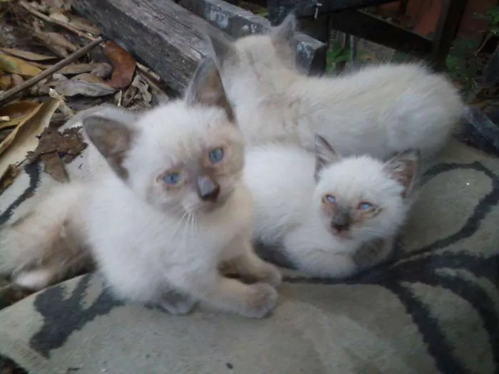 Gato ra a persa idade Abaixo de 2 meses nome afrodite/atena