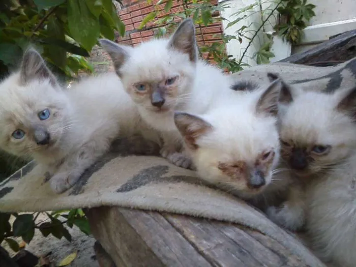 Gato ra a persa idade Abaixo de 2 meses nome afrodite/atena