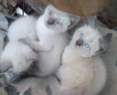 Gato ra a persa idade Abaixo de 2 meses nome afrodite/atena