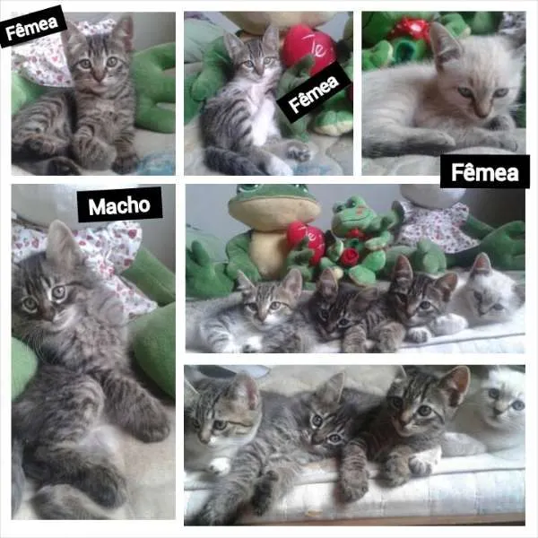 Gato raça SRD idade 2 a 6 meses nome Filhotes