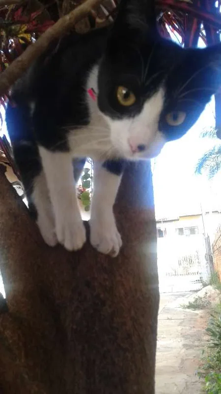 Gato ra a Mista idade 2 a 6 meses nome Nina