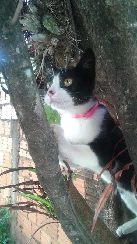 Gato ra a Mista idade 2 a 6 meses nome Nina