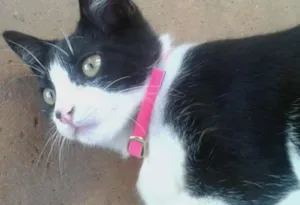 Gato raça Mista idade 2 a 6 meses nome Nina