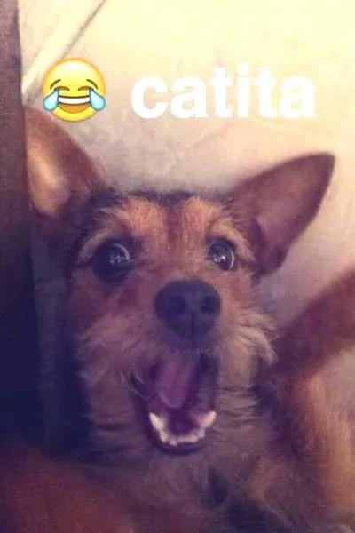 Cachorro ra a Pinscher idade 2 anos nome Catita GRATIFICA