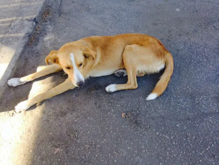Cachorro ra a SRD idade 2 a 6 meses nome AMARELINHO