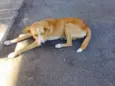 AMARELINHO