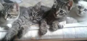 Gato raça SRD idade 2 a 6 meses nome Filhotes