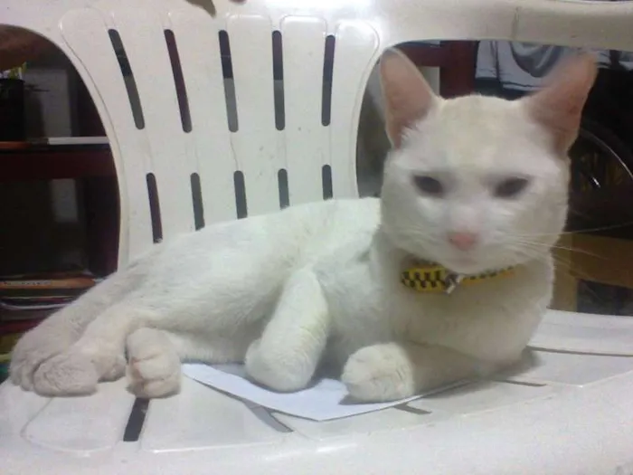 Gato ra a  idade 1 ano nome Marinheiro
