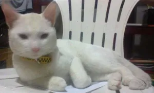 Gato raça  idade 1 ano nome Marinheiro