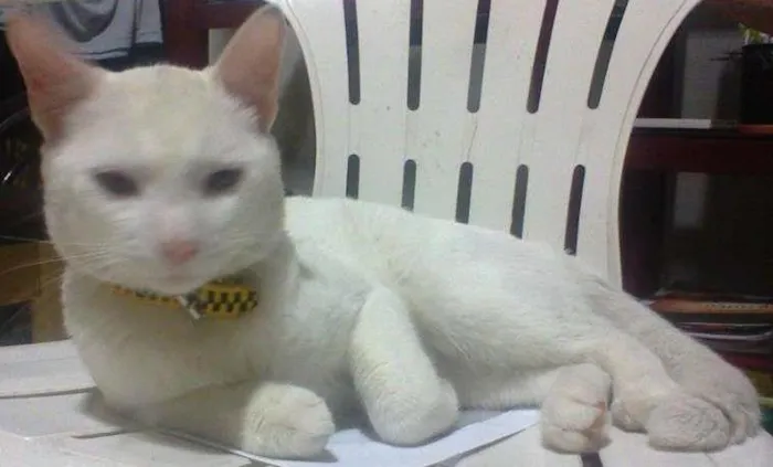 Gato ra a  idade 1 ano nome Marinheiro