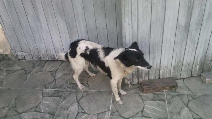 Cachorro ra a border collie idade 1 ano nome lory