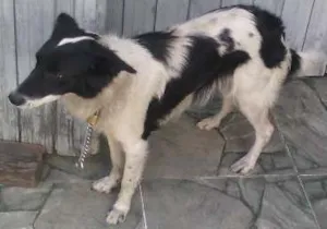 Cachorro raça border collie idade 1 ano nome lory