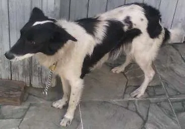 Cachorro ra a border collie idade 1 ano nome lory