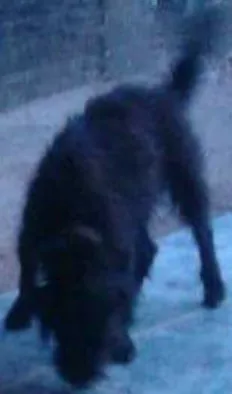 Cachorro raça Vira lata com podle idade 3 anos nome Bidu