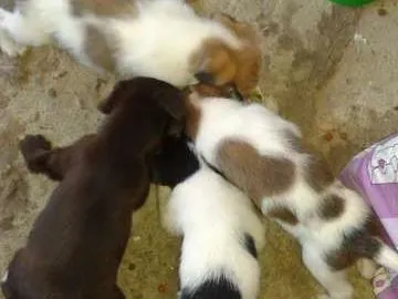 Cachorro ra a vira lata idade  nome sem nome