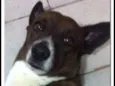 Negão
