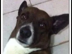 Cachorro ra a SRD idade 6 ou mais anos nome Negão